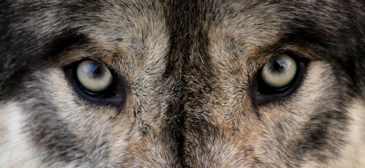 wolf